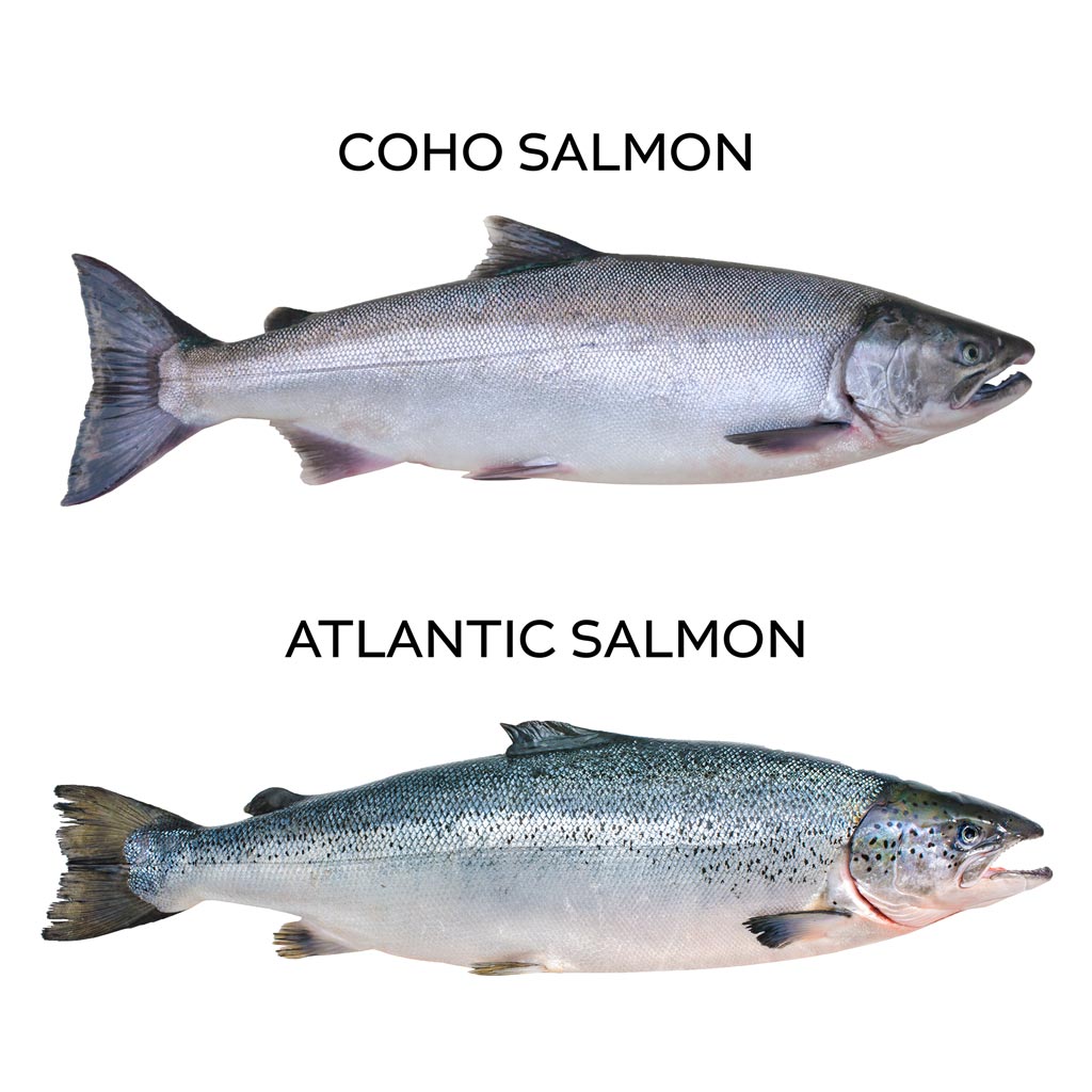 Cohan Fish Atlantic & Coho: Our Two-Fish Tale – Secret Island Salmon