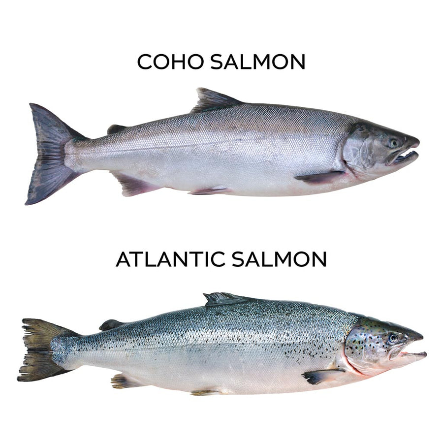 Cohan Fish Atlantic & Coho: Our Two-Fish Tale – Secret Island Salmon