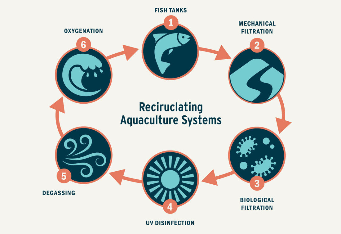 The Secret of Sustainable Aquaculture: Part 3