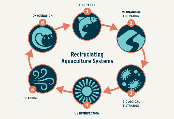 The Secret of Sustainable Aquaculture: Part 3