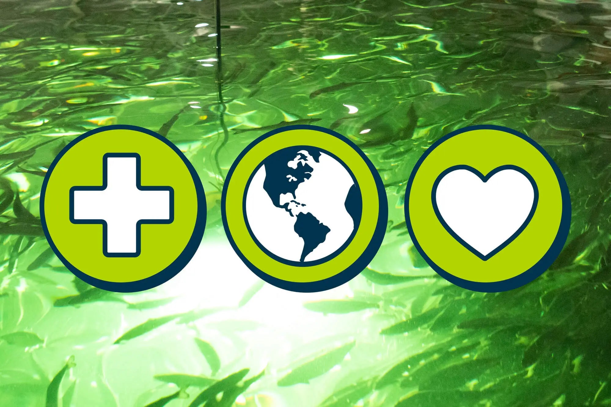 The Secret of Sustainable Aquaculture: Part 4