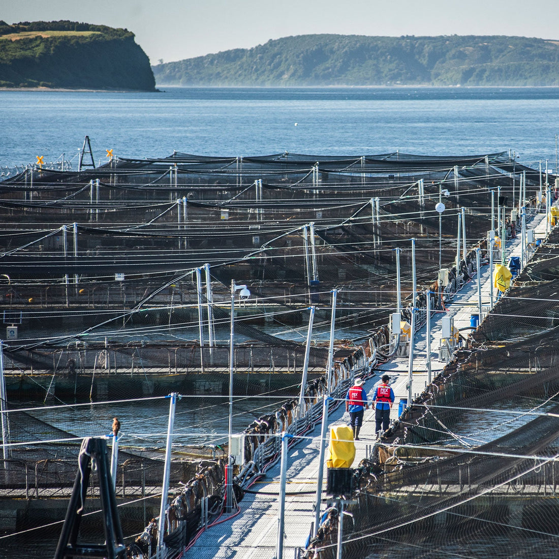 The Secret of Sustainable Aquaculture: Part 1