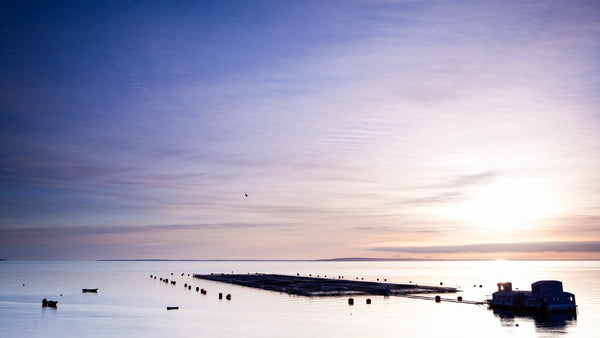 Farmed vs. Wild Salmon