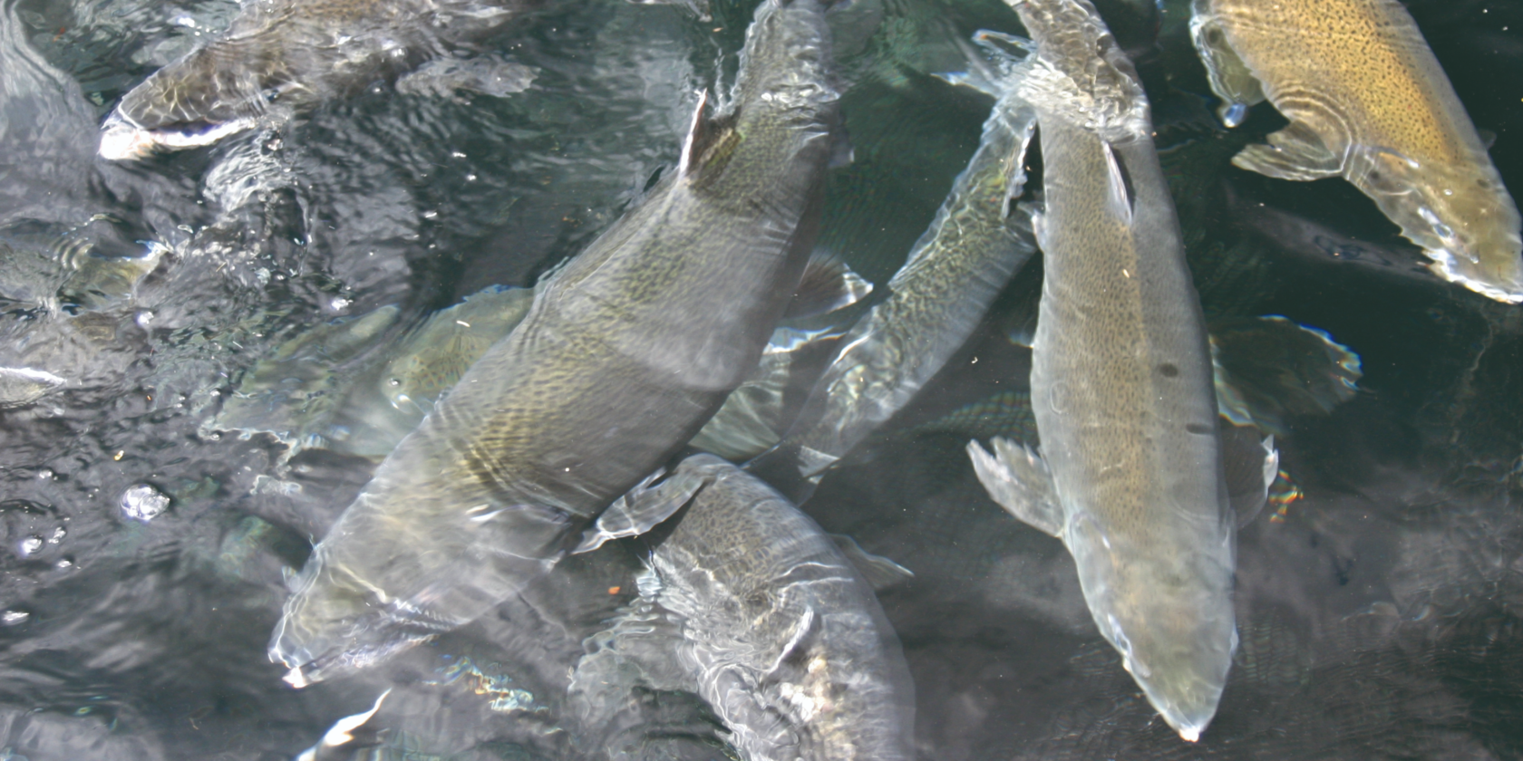 group-of-salmon-swimming-under-the-surface